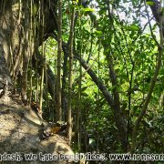 Tengragiri Wildlife Sanctuary